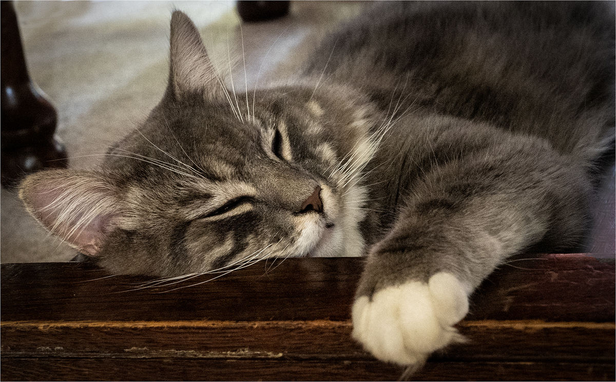 Snoozing under the table - Jill Sullivan